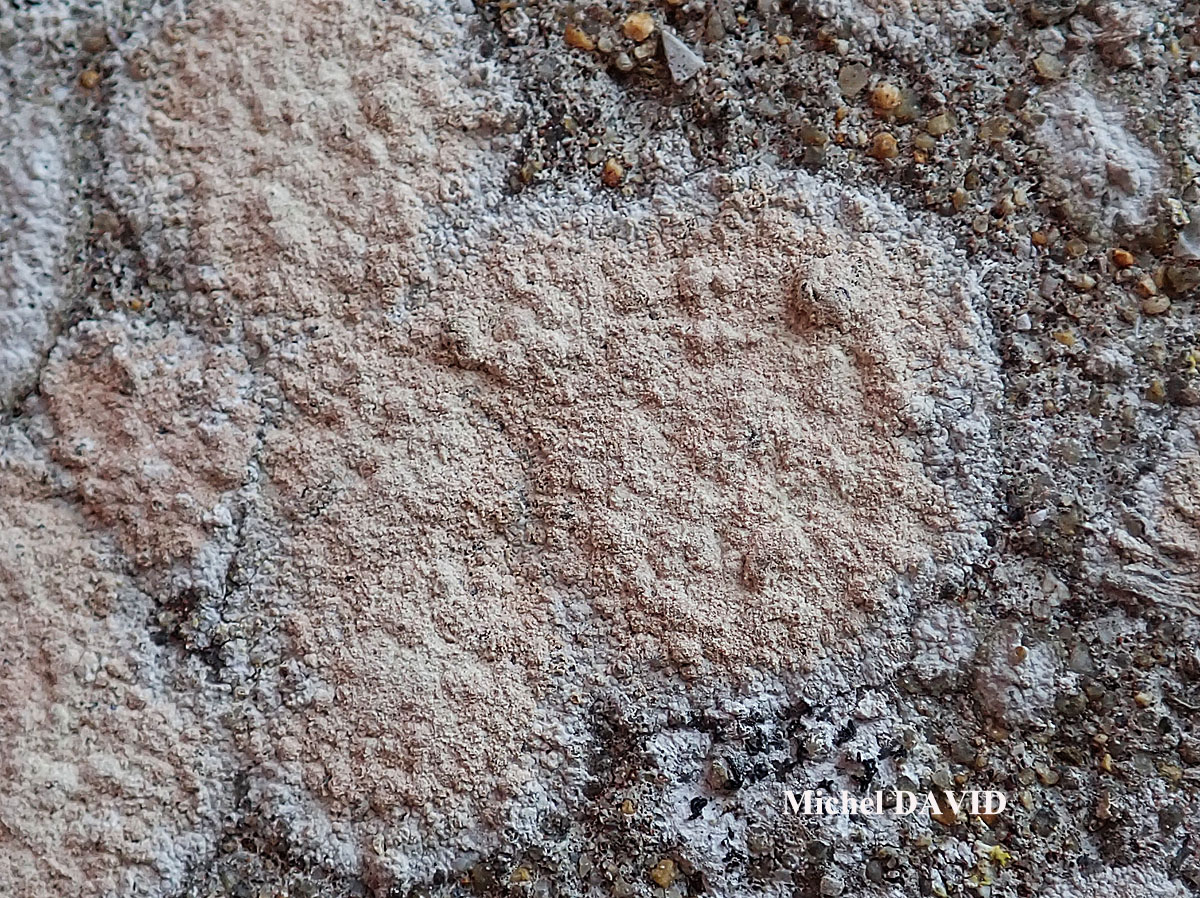 Ingaderia vandenboomii forme des murs en béton ou en ciment.
= Llimonaea sorediata forme des murs en béton ou en ciment.